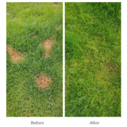 How to stop dog urine from damaging your grass!