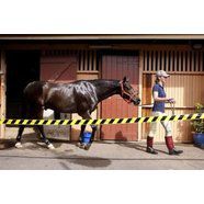 Lyssavirus a worry for vets and horse owners